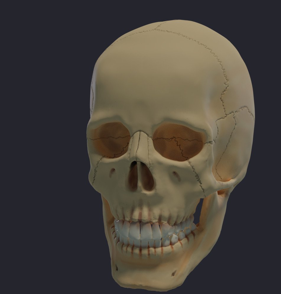 skull-prew_0.jpg